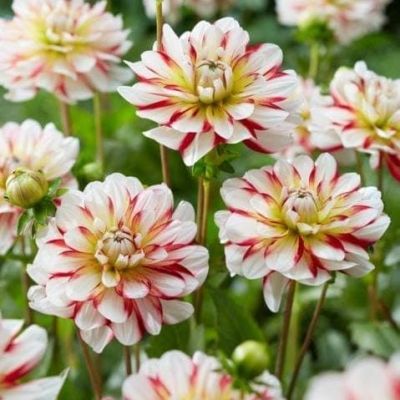 Георгина Шорт трэк Георгина Шорт трэк фото