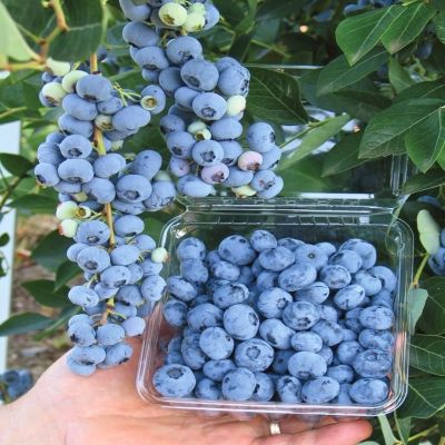 Голубика Либерти (Высокорослая) Голубика Либерти (Высокорослая) - Dolina-Sad.Ru