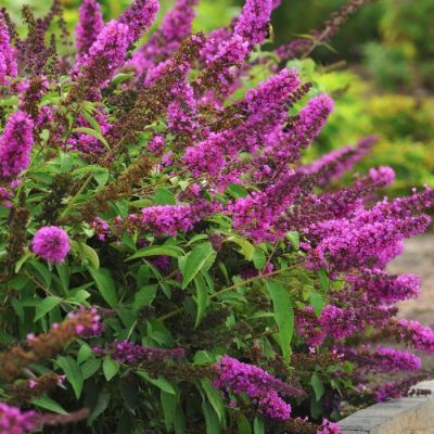 Буддлея Давида Тутти Фрутти Буддлея Давида Тутти Фрутти - Dolina-Sad.Ru