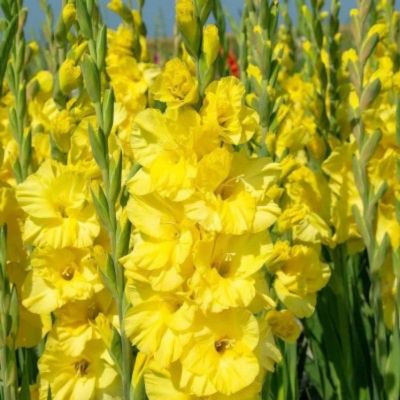 Гладиолус Лемон Дроп Гладиолус Лемон Дроп - Dolina-Sad.Ru