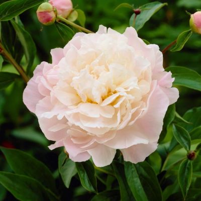 Пион Катарина Фонтейн - Dolina-Sad.Ru