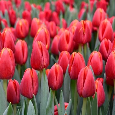 Тюльпан Лаура Фиджи Тюльпан Лаура Фиджи - Dolina-Sad.Ru