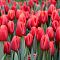 Тюльпан Лаура Фиджи Тюльпан Лаура Фиджи - Dolina-Sad.Ru
