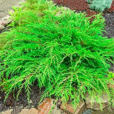 Микробиота перекрестнопарная Якобсен Микробиота перекрестнопарная Якобсен - Dolina-Sad.Ru