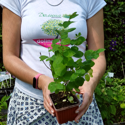 Снежноягодник Мэйджикал Галакси Снежноягодник Мэйджикал Галакси - Dolina-Sad.Ru