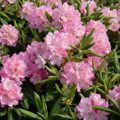 Рододендрон Хельсинский Университет - Dolina-Sad.Ru