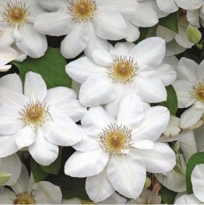 Клематис Ежи Попелушко Клематис Ежи Попелушко фото