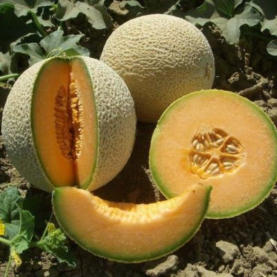 Дыня Канталупа желтая Дыня Канталупа желтая фото