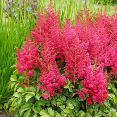 Астильба Юник Руби-Ред Астильба Юник Руби-Ред фото