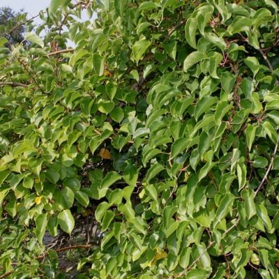 Актинидия аргута Чан Бай Джайент - Dolina-Sad.Ru