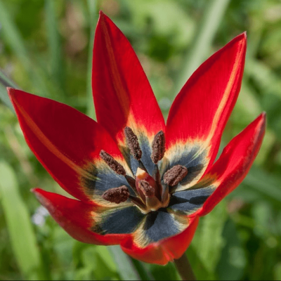 Тюльпан Хагери Тюльпан Хагери фото