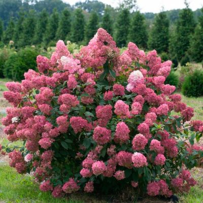 Гортензия метельчатая Мэджикал Файер - Dolina-Sad.Ru