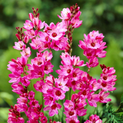 Иксия Панорама фото