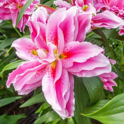 Лилия Роузлили Киара - Dolina-Sad.Ru