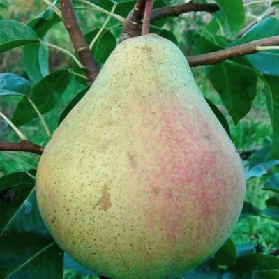 Груша Маршал Жуков Груша Маршал Жуков - Dolina-Sad.Ru