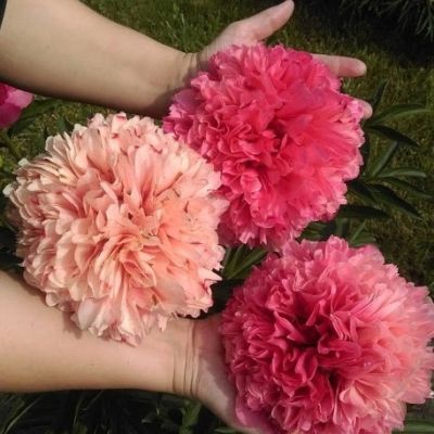 Пион Мэри Джо Легар Пион Мэри Джо Легар фото