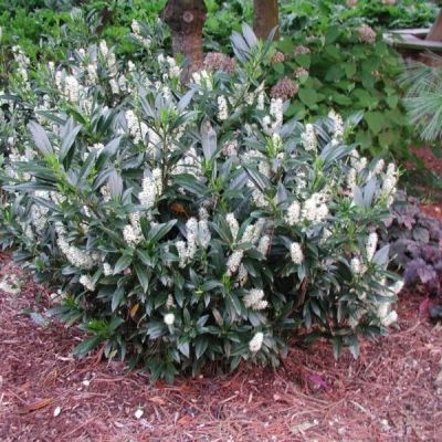 Лавровишня Отто Люкен Лавровишня Отто Люкен - Dolina-Sad.Ru