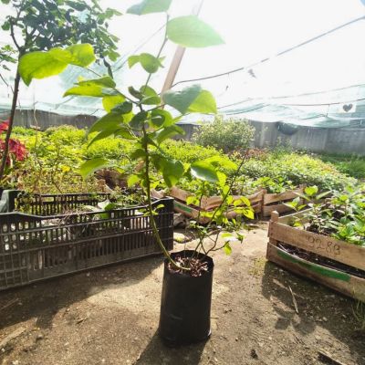 Голубика Либерти (Высокорослая) Голубика Либерти (Высокорослая) - Dolina-Sad.Ru