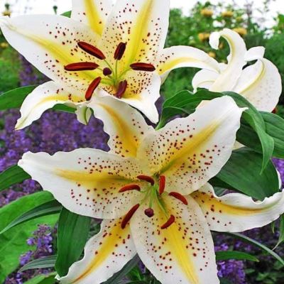 Лилия Гарден Пати 2 шт Лилия Гарден Пати 2 шт фото