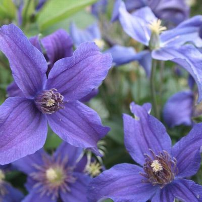 Клематис Сафира Индиго Клематис Сафира Индиго - Dolina-Sad.Ru