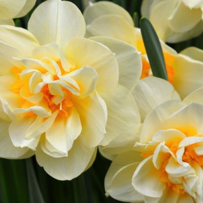 Нарцисс Манли Нарцисс Манли - Dolina-Sad.Ru