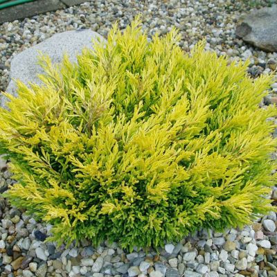 Можжевельник Горизонтальный Лайм Глоу фото