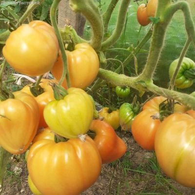 Томат Инжирный медовый автор. Томат Инжирный медовый автор. - Dolina-Sad.Ru