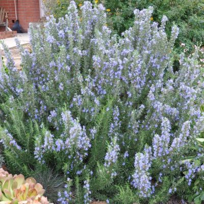 Розмарин Блю Винтер Розмарин Блю Винтер - Dolina-Sad.Ru