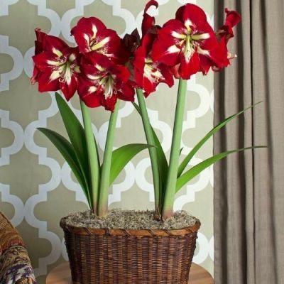 Амариллис Барбадос фото