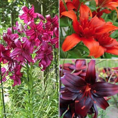 Набор лилий Чарующий Взгляд - Dolina-Sad.Ru