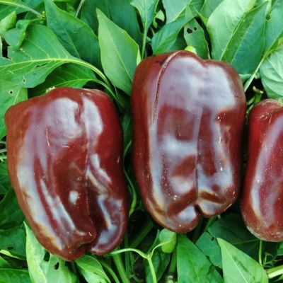 Перец Шоколадный бык Перец Шоколадный бык - Dolina-Sad.Ru