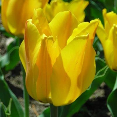 Тюльпан Голден Танго Тюльпан Голден Танго фото