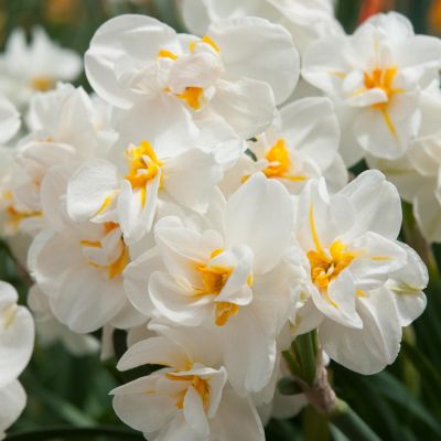 Нарцисс Сэр Уинстон Черчилль Нарцисс Сэр Уинстон Черчилль фото