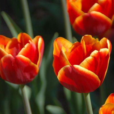 Тюльпан Лаура Фиджи Тюльпан Лаура Фиджи - Dolina-Sad.Ru