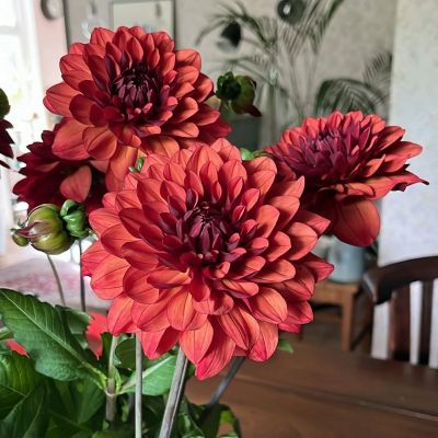 Георгина Миссис Майли - Dolina-Sad.Ru