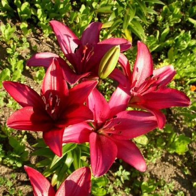 Лилия Счастливое сердце Лилия Счастливое сердце - Dolina-Sad.Ru