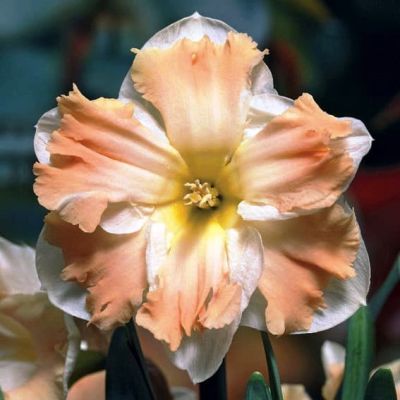 Нарцисс Кум Лауде фото