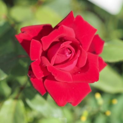 Роза Руби Вединг - Dolina-Sad.Ru