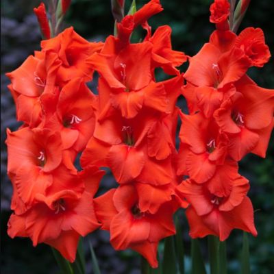 Гладиолус Хантинг Сонг - Dolina-Sad.Ru