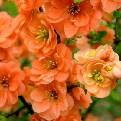 Айва Оранж Трэйл Айва Оранж Трэйл фото