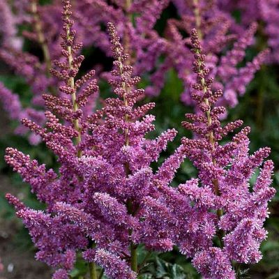 Астильюа китайская Литл Вижн ин Перпл Астильюа китайская Литл Вижн ин Перпл - Dolina-Sad.Ru