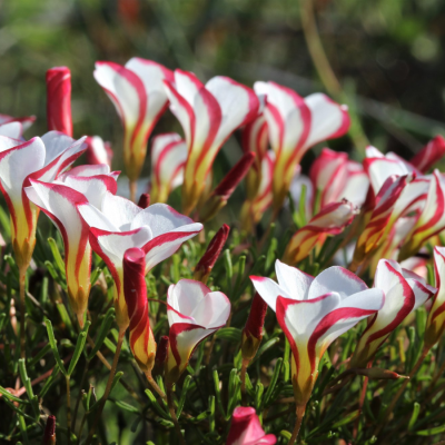 Кислица пестроцветная - Dolina-Sad.Ru