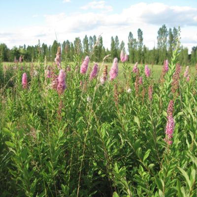 Спирея иволистная, С3 Спирея иволистная, С3 - Dolina-Sad.Ru