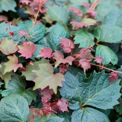 Девичий виноград Пурпуреа Девичий виноград Пурпуреа - Dolina-Sad.Ru