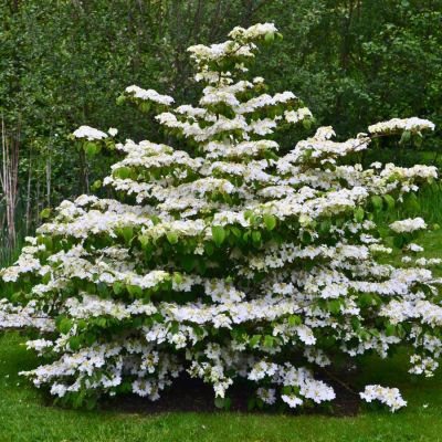 Калина складчатая Мариеси - Dolina-Sad.Ru