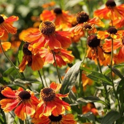 Гелениум Сахинс Эрли Фловерер - Dolina-Sad.Ru