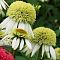 Эхинацея пурпурная Прарайд Блэйз Винтаж Лайм Эхинацея пурпурная Прарайд Блэйз Винтаж Лайм - Dolina-Sad.Ru