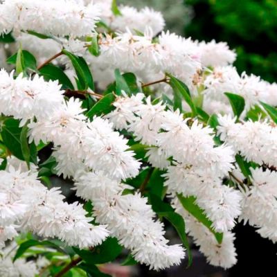 Дейция шершавая Кандиссима фото