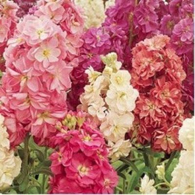 Левкой Изысканная смесь Левкой Изысканная смесь фото