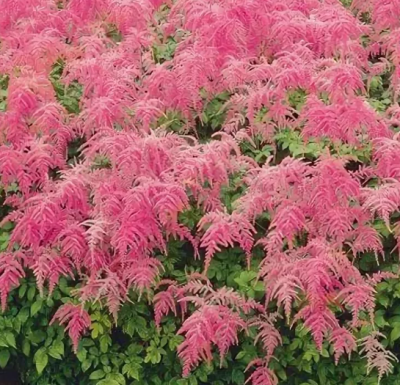 Астильба Страуссенфедер Астильба Страуссенфедер фото